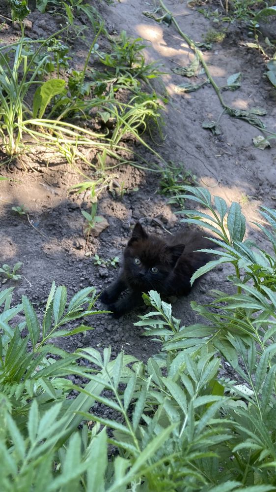 Відаю в добрі руки кицю