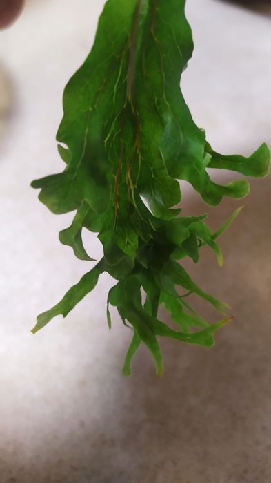 Продам папоротники