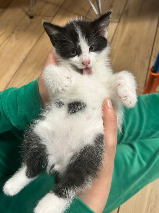 Małe kotki za darmo