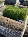 Trawa z rolki 9zł producent transport montaż Poznań trawa w rolkach