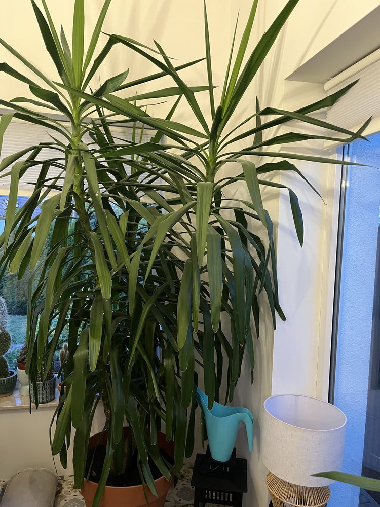 Piękna duża Yucca filamentosa z donicą