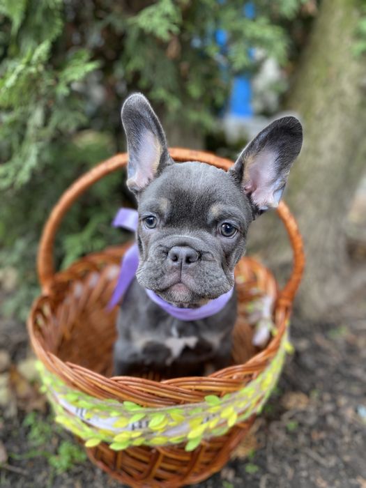 Блакитна красуня дівчинка французького бульдога