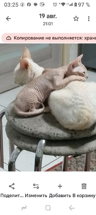 Продам котенка .