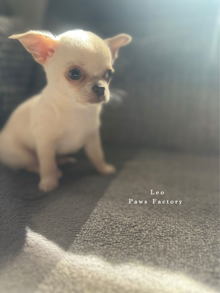 Chihuahua krótkowłosy