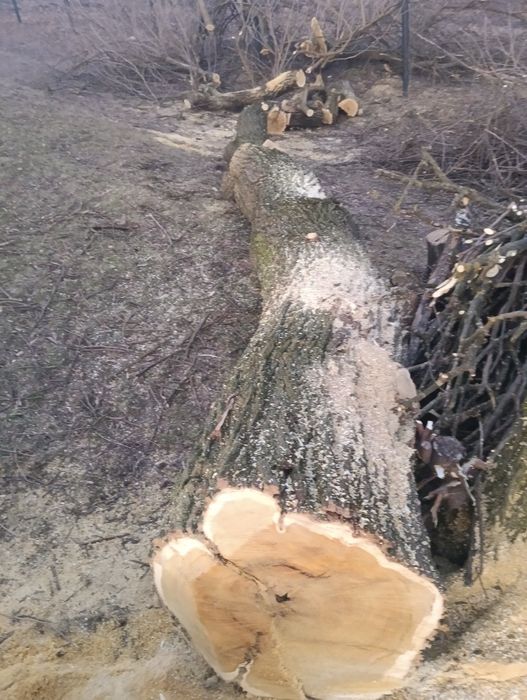 Кругляк на матеріал (шовковиця)