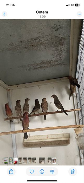 Carpodacos mexicanos