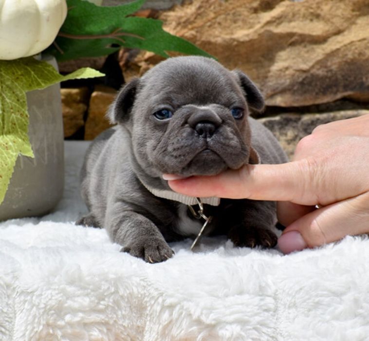 Супер красунчік блакитний .