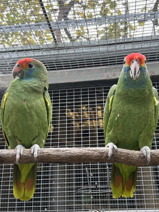 Papagaio amazona rhodocorhytha