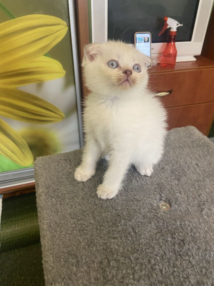 Котенята Шотландські