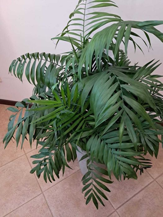 Пальма Хамедорея в горшку 1м.