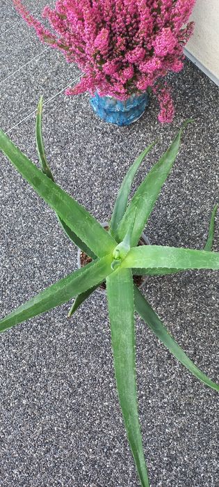 Kwiat doniczkowy Aloes duży zdrowy