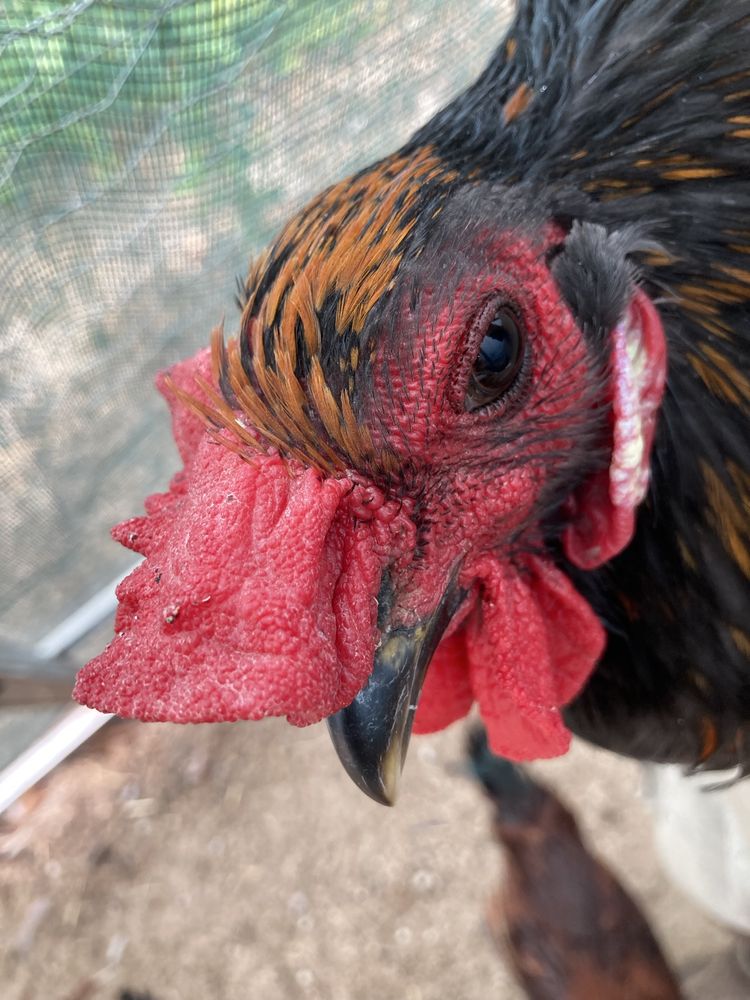 Galo hibrido de andaluza surenha com olive egger
