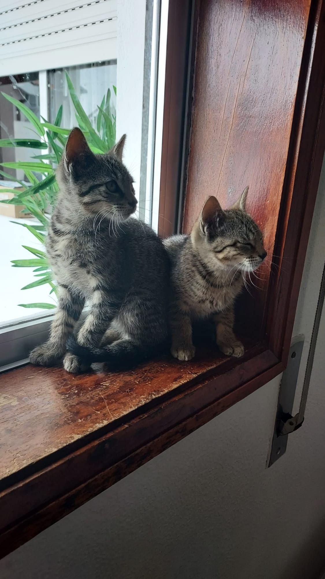 Gatinhos bebés para adoção