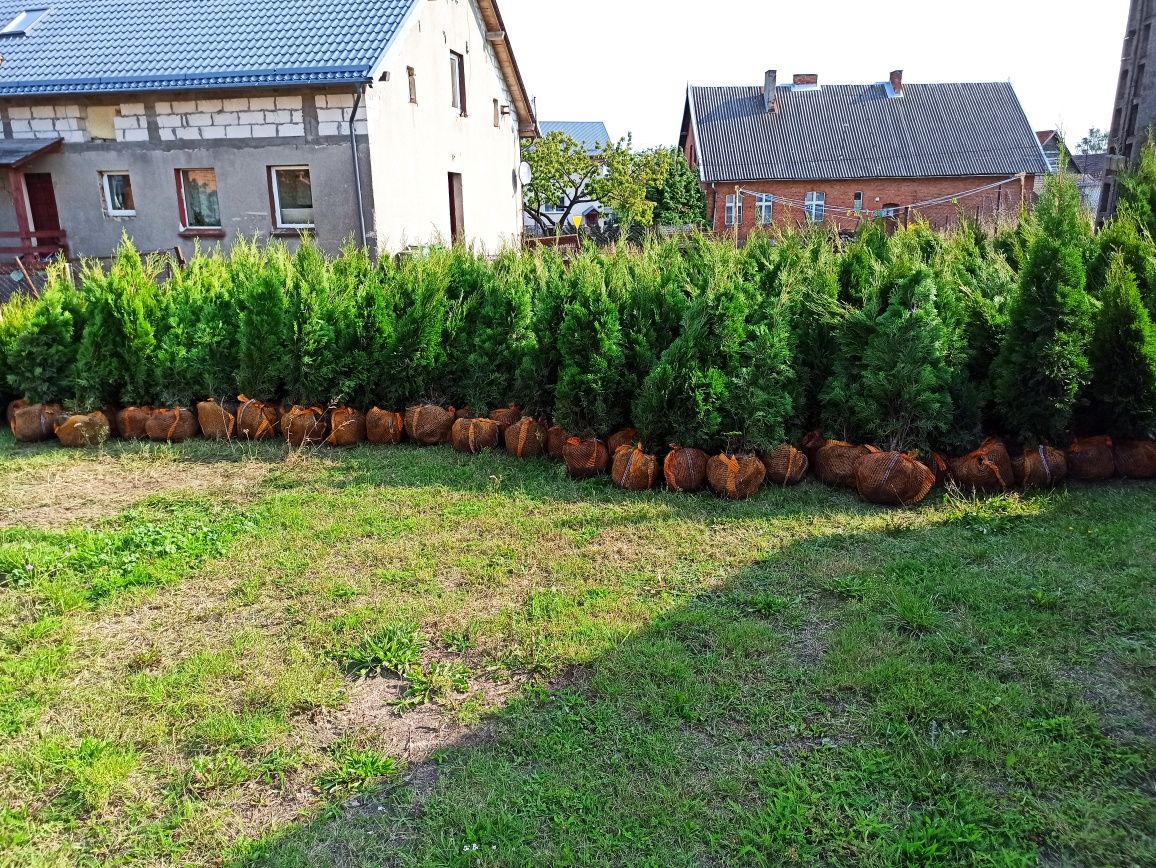 Tuja Thuja SZMARAGD z gruntu! 80-100 cm Gęsta! Polski produkt