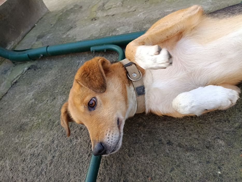 Вигул собак 50грн година