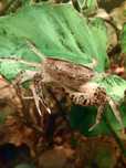 Krab mekong ( Mekhong thelphusa)