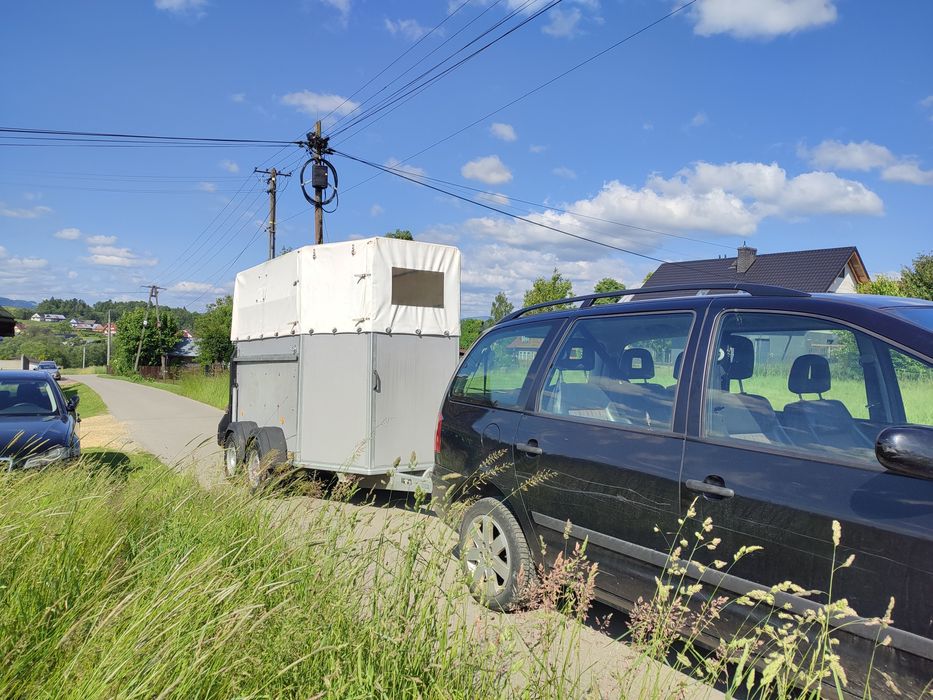 Koń konie polecam