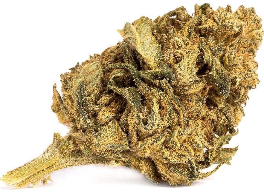 500G Susz konopny CBD Amnesia Haze 0,20% HURT Producent FV