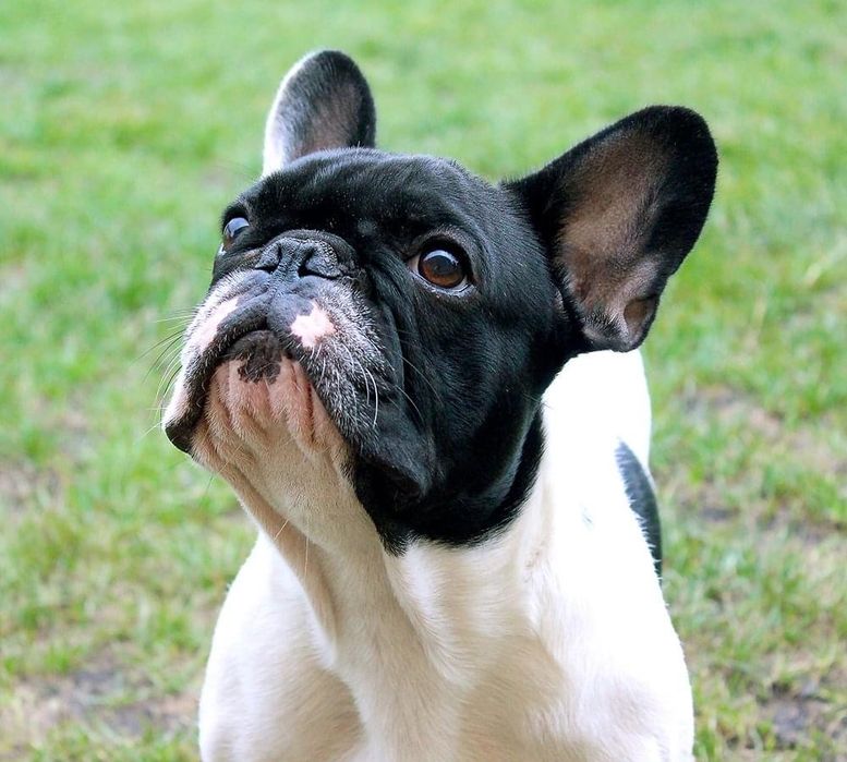 Французький бульдог, хлопчики