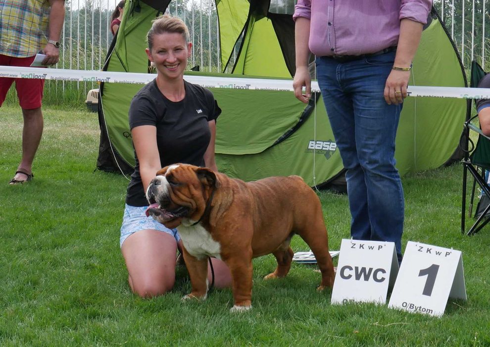 Buldog angielski ZKwP, Rodowód Międzynarodowy FCI suczka UNIQUE BEAUTY