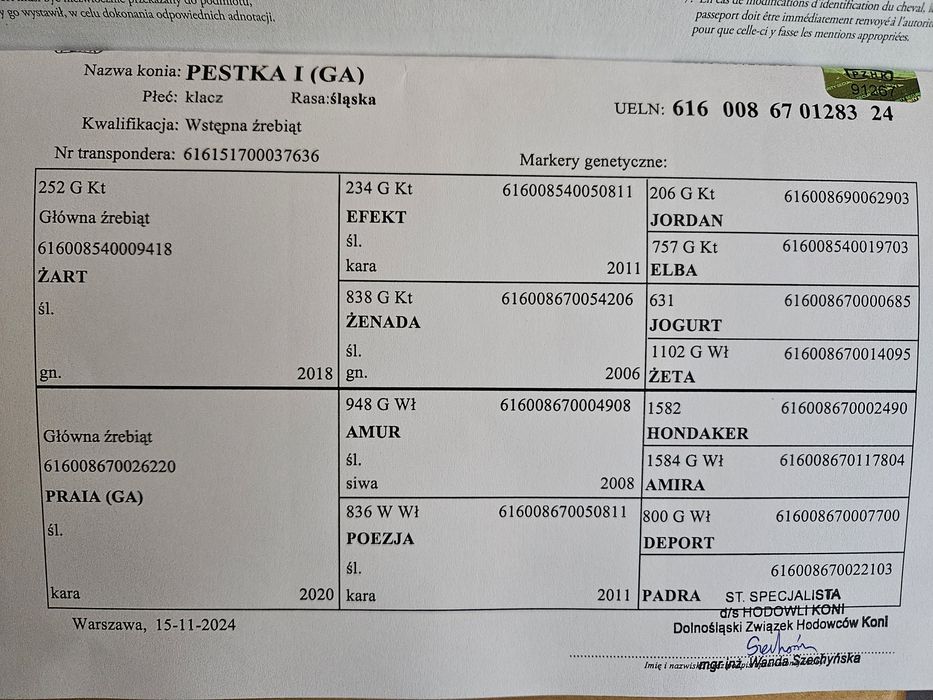 Sprzedam klacz rasy Śląskiej