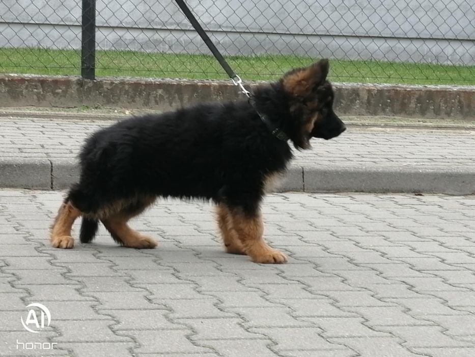 Szczeniak owczarek niemiecki długowłosy