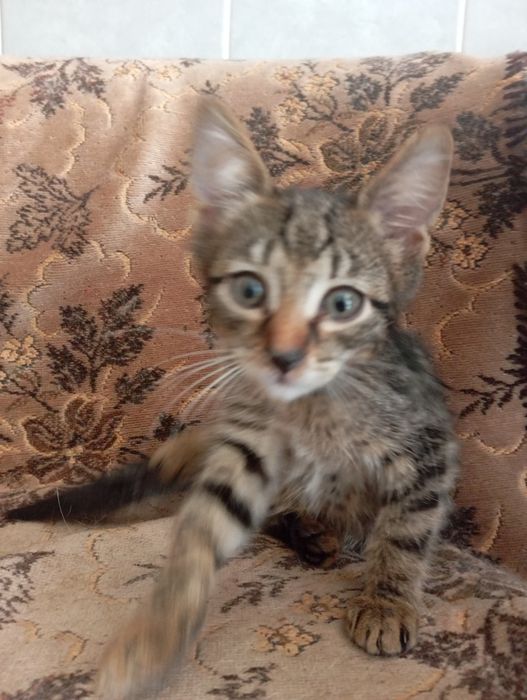 Кошеня хлопчик 6міся.