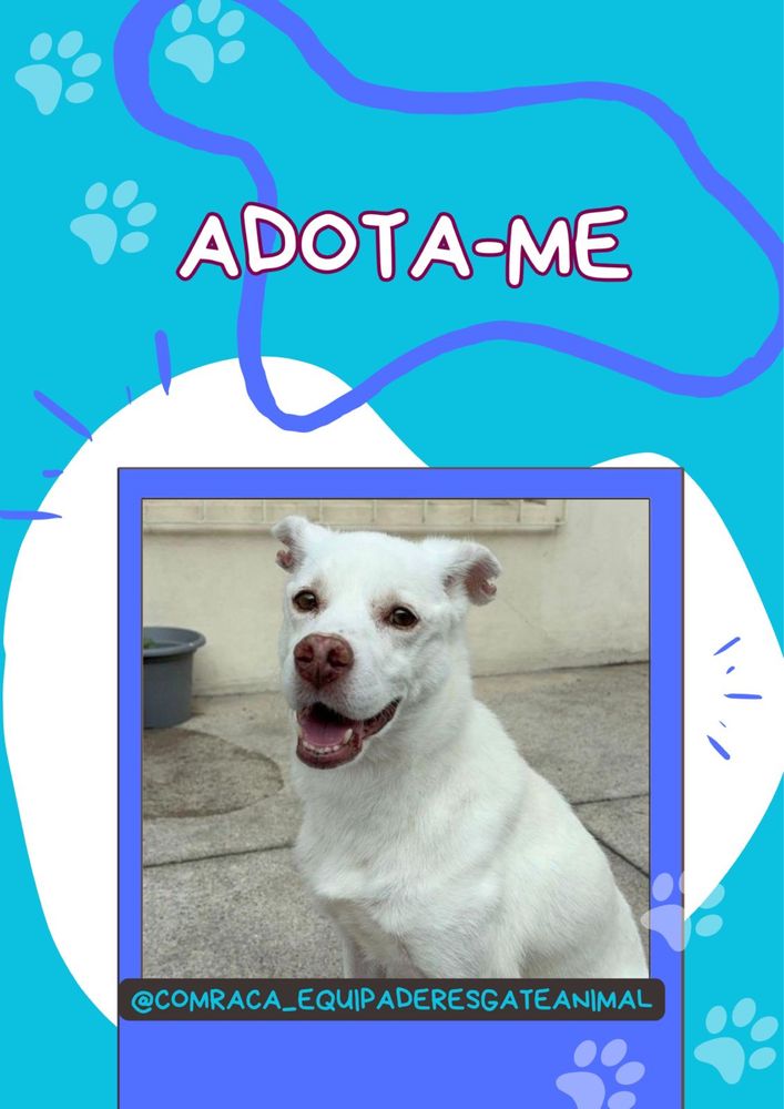 Macho adulto para adoção responsável