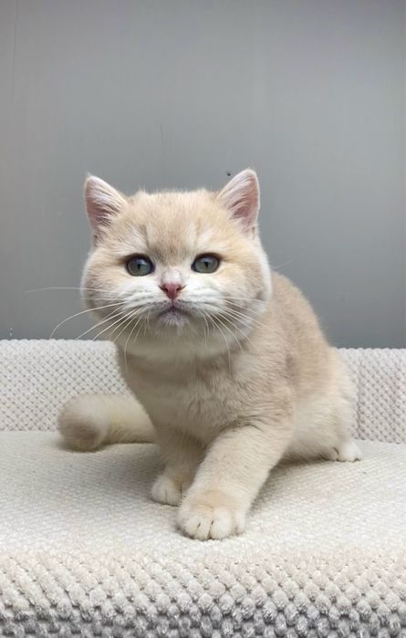 Котик Дамбо су 12