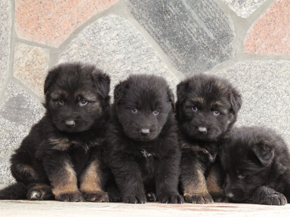 PIESEK !!! Owczarek Niemieck Długowłosy !!!