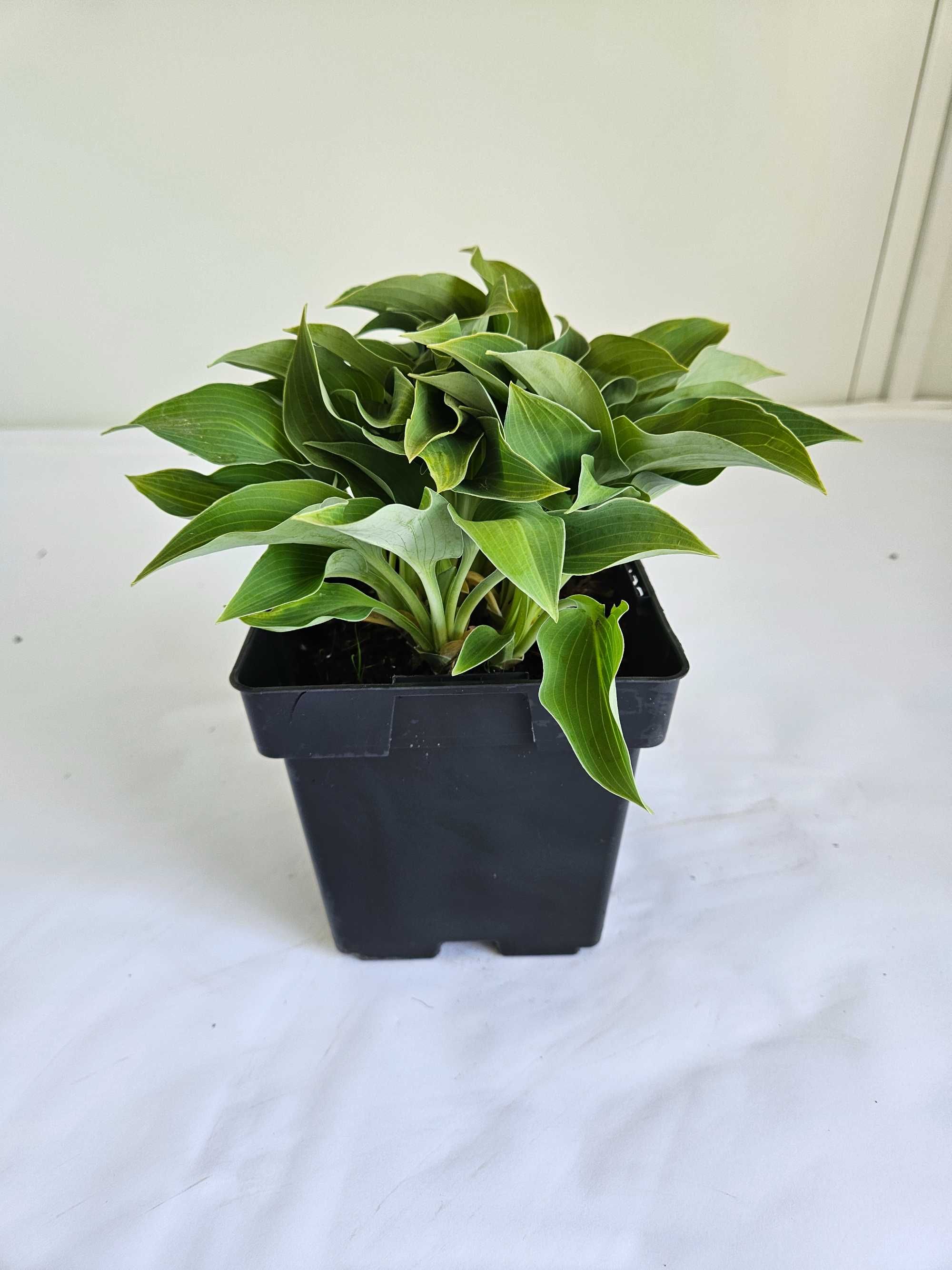 FUNKIA HOSTA  roślina do cienia  pojemnik 1L