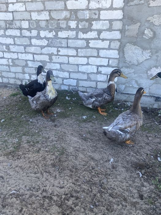 Продам качки голубий фаворит