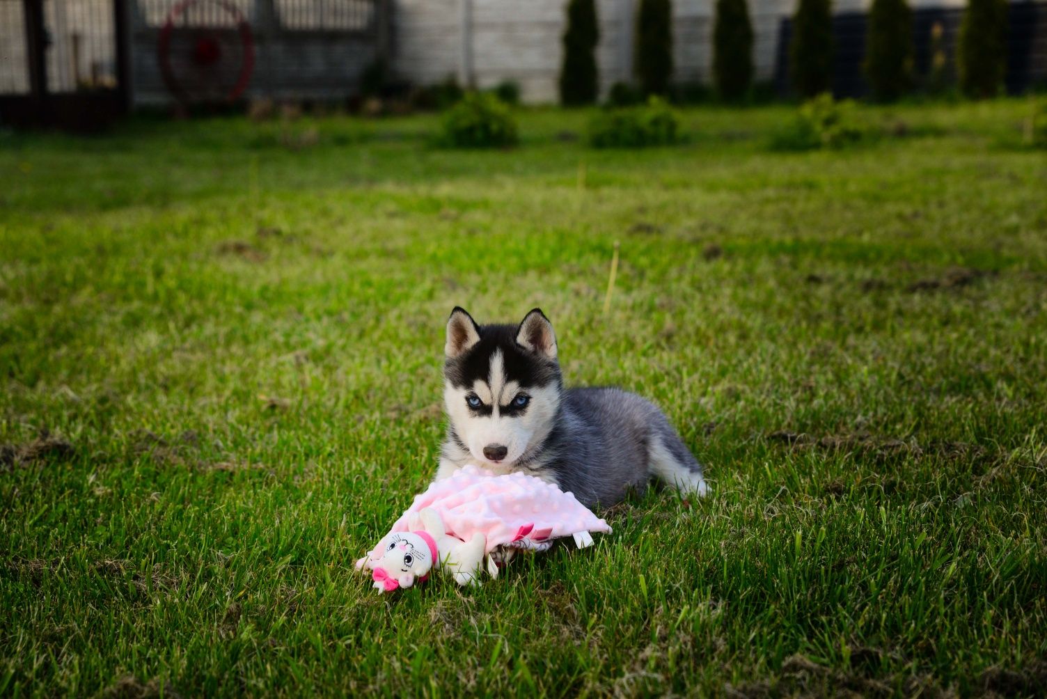 Siberian husky zkwp