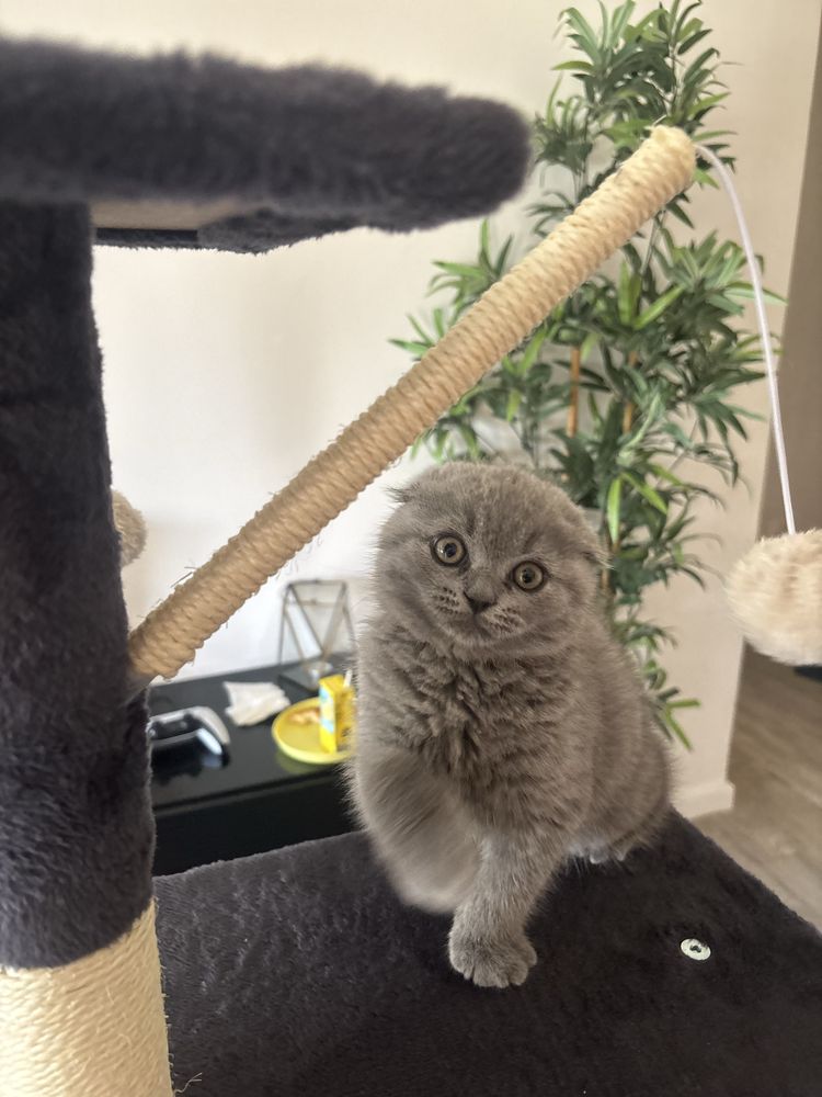 Scootish Fold Blue ( 3 meses )