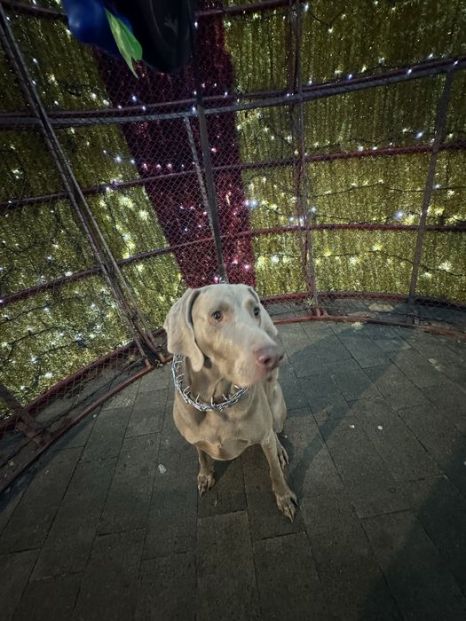 Oddam pasa wyzel weimarskiego