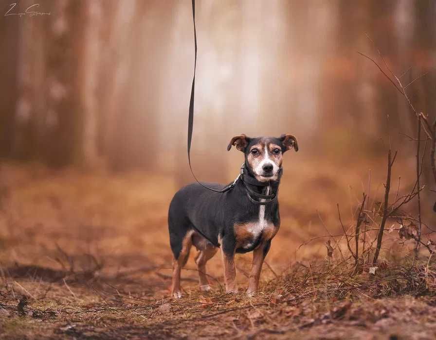 CHILLI - malutka sunia zapomniana przez cały świat :(