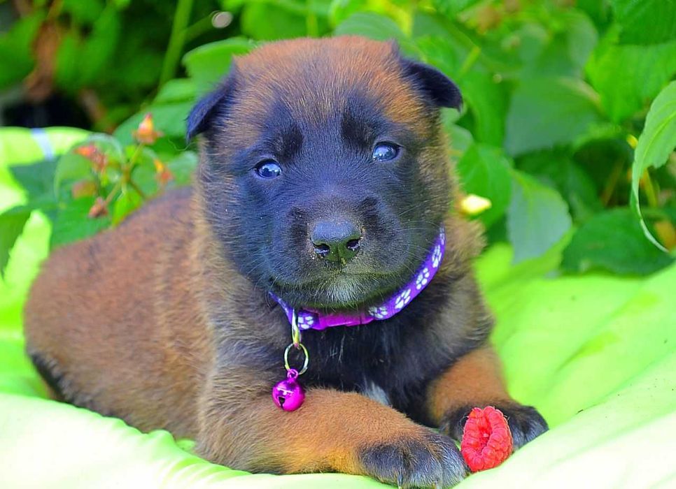 Кобели малинуа! Щенки бельгийской овчарки мальчики!