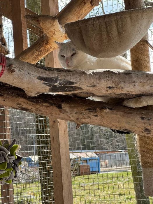 Kocurek Kortez czeka na dom