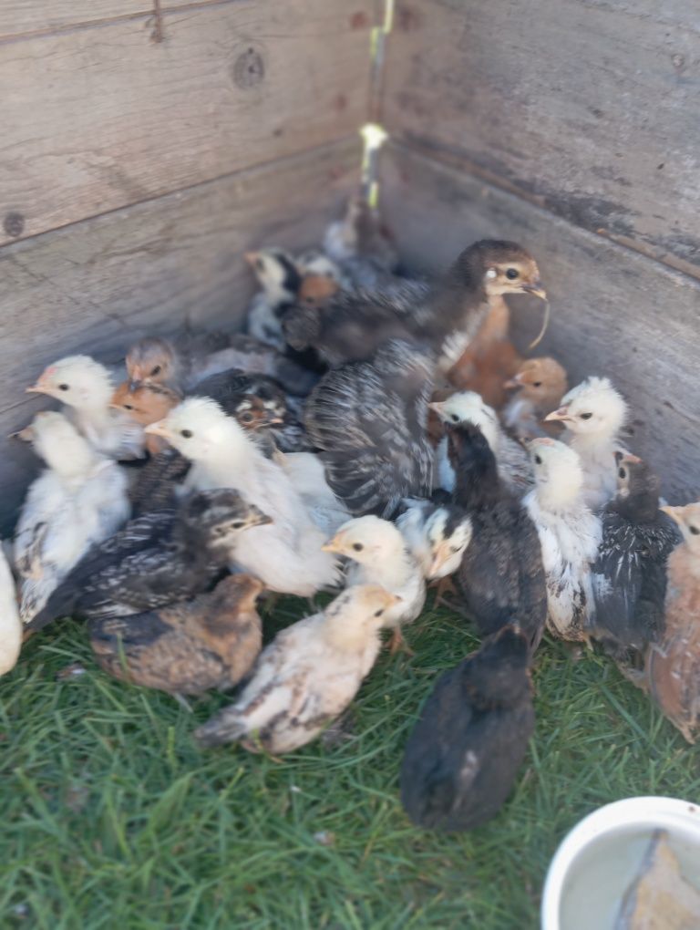 Pisklęta, kurczęta,kogutki,w różnym wieku sprzedam