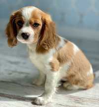 Cavalier King Charles Spaniel sunia komplet szczepień wirusowych