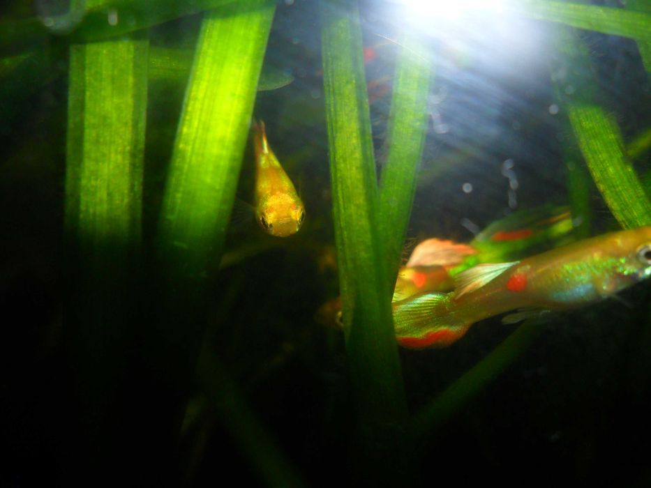 Гуппи ,селекционная форма Эндлер.