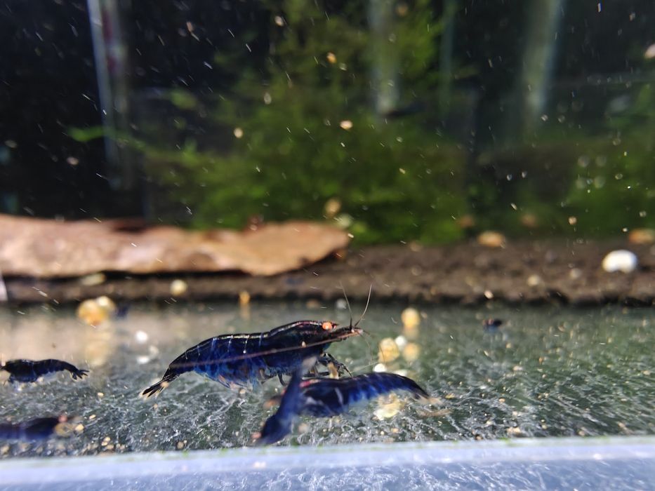 Krewetki Caridina Royal Blue Tiger OE