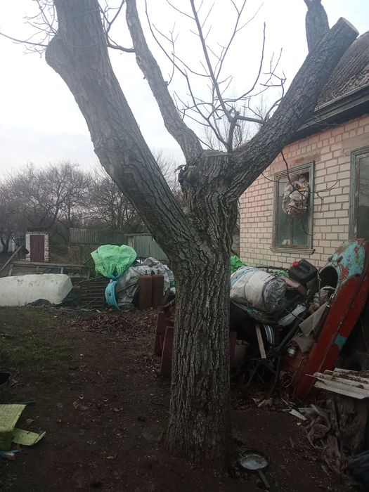 Горіхові слеби спиляний домашній горіх