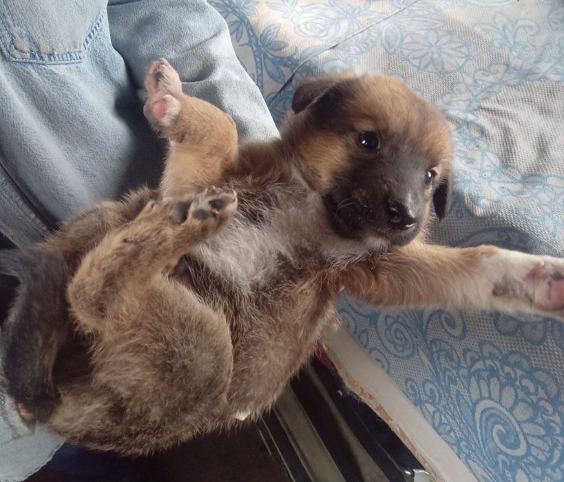 Отдам ДАРОМ!ЧУДЕСНЫЕ ЩЕНЯТА-мальчики,преданные сторожевые собаки!