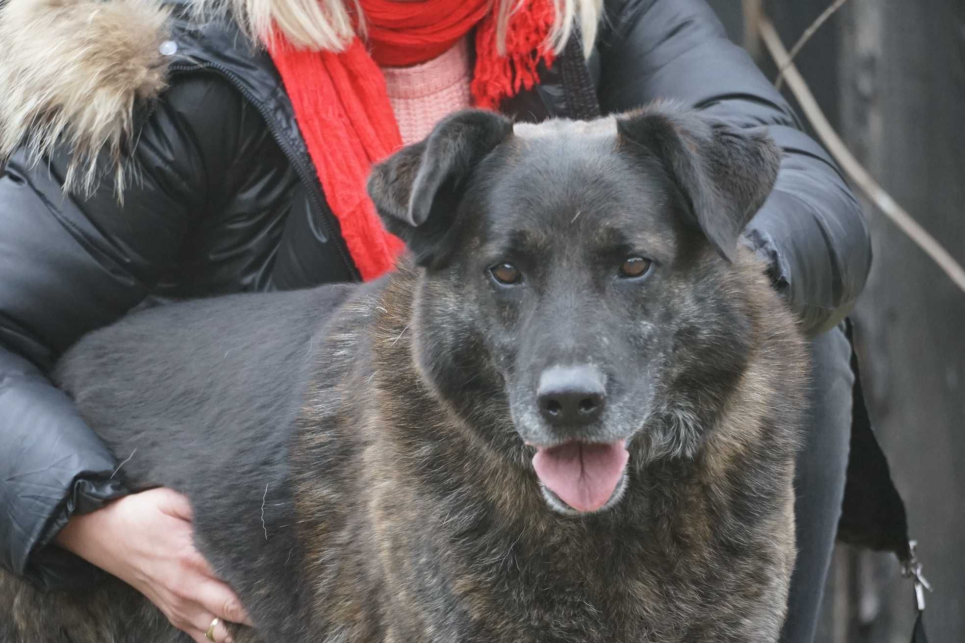 Dakar - duży brązowy pies szuka domu