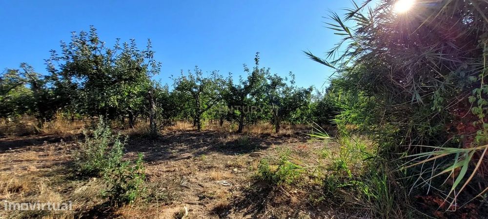 Quinta com moradia no Arneiro Merceana com 3ha de terreno com arvores