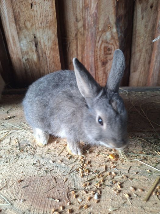 Sprzedam króliki miniaturki