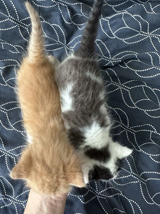 Кошеня безкоштовно