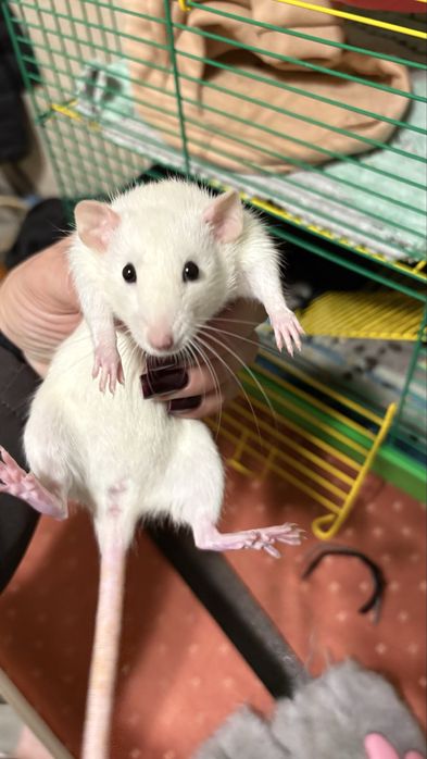 Крисятка девочки