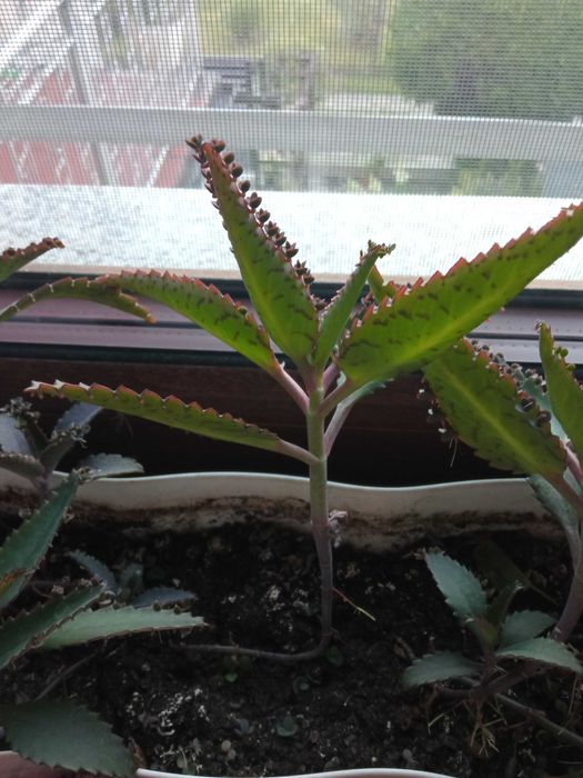 Żyworódka pierzasta szczepki